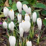 Bulbes à fleurs à planter à l'automne - Crocus Jeanne D'Arc (x12) - face recto